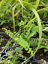 1. Папоротники