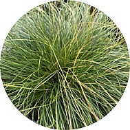 3. Теневыносливые травы и злаки 