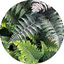 1. Папоротники