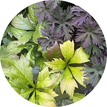 2. Теневыносливые травянистые