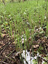 3. Теневыносливые травы и злаки 