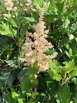 2. Теневыносливые травянистые многолетники